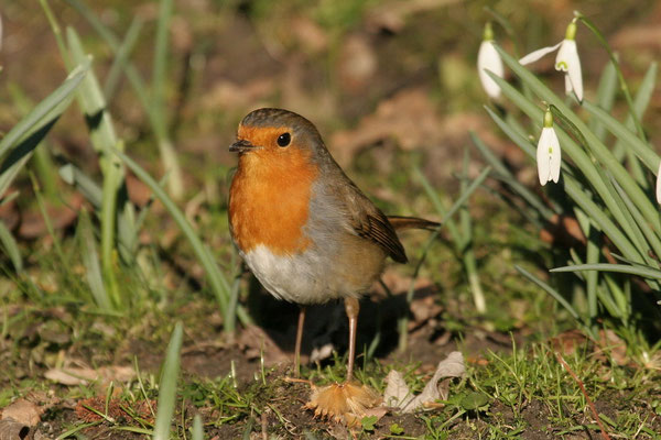  Rotkehlchen (Erithacus rubecula)
