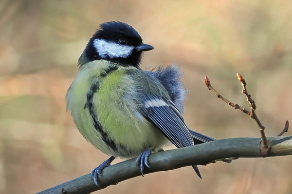 Blaumeise (Cyanistes caeruleus)