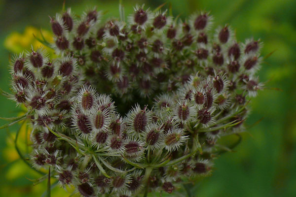 Wilde Möhre (Daucus carota)