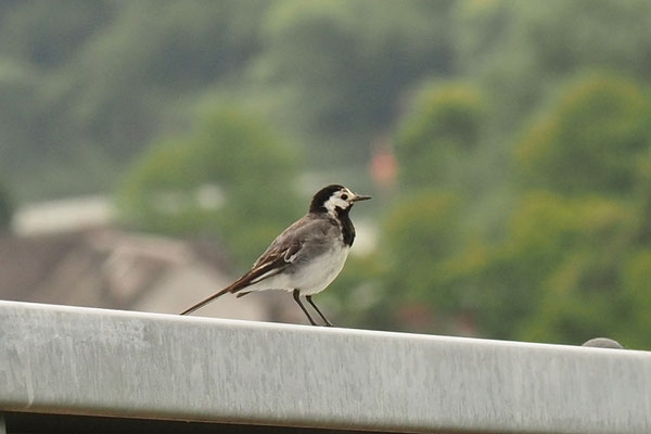 Bachstelze (Motacilla alba),