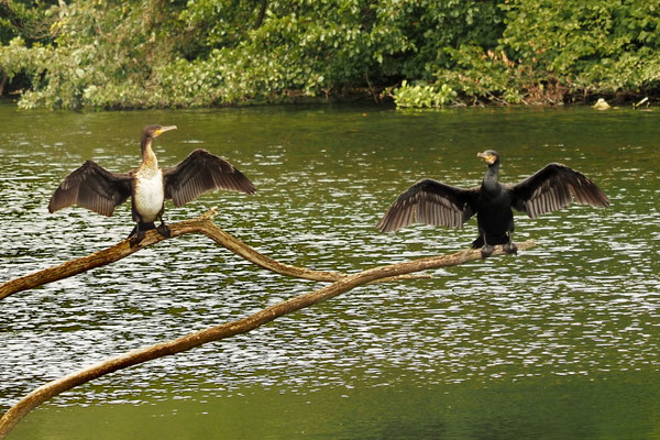 Kormoran (Phalacrocorax carbo)