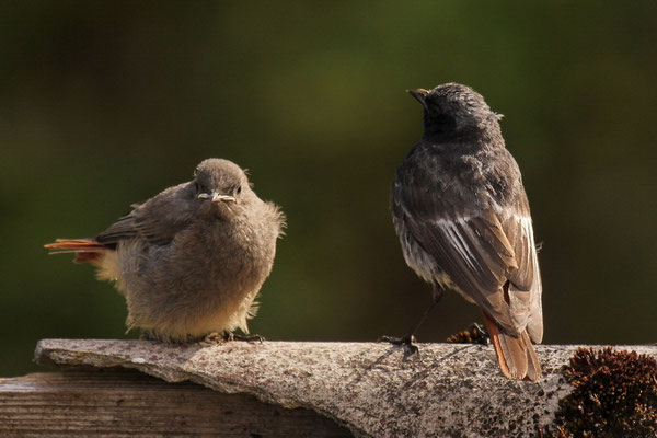 Hausrotschwanz (Phoenicurus ochruros gibraltariensis)