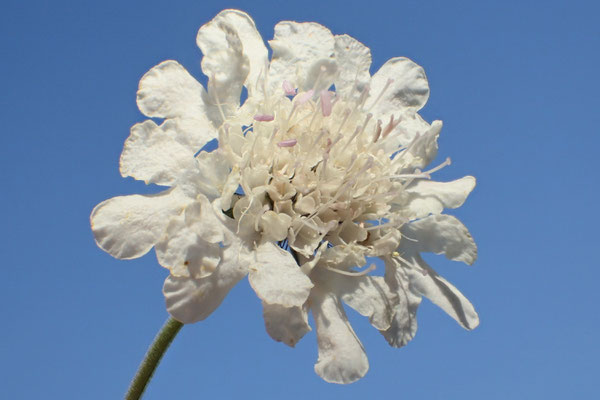 Tauben-Skabiose (Scabiosa columbaria) 