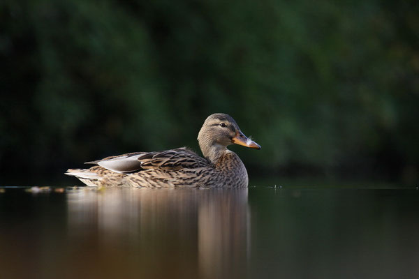 Stockente (Anas platyrhynchos)