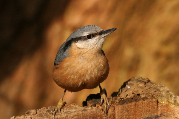 Kleiber (Sitta europaea)