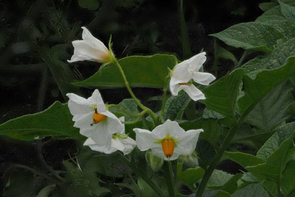 Kartoffel (Solanum tuberosum)