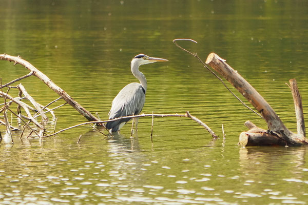 Graureiher (Ardea cinerea)