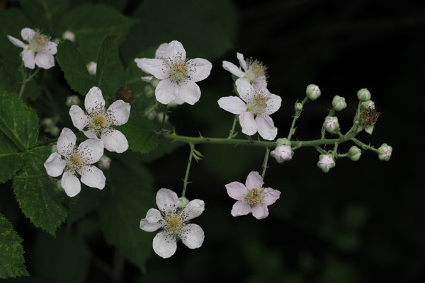 Brombeere (Rubus)