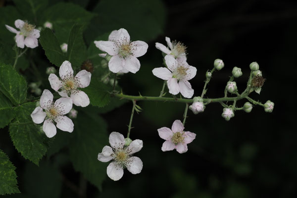 Brombeere (Rubus)