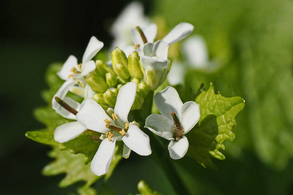 Knoblauchsrauke  Alliaria petiolata 