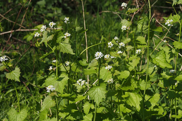 Knoblauchsrauke  Alliaria petiolata 