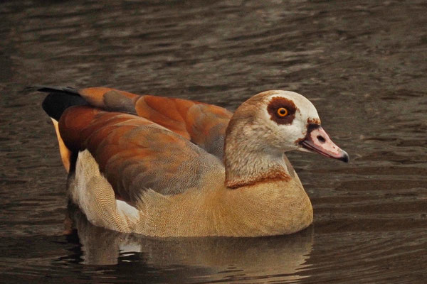 Nilgans (Alopochen aegyptiacus)