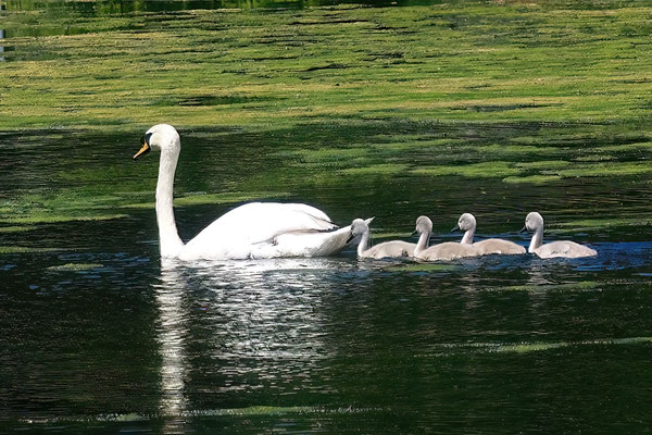 Höckerschwan (Cygnus olor)