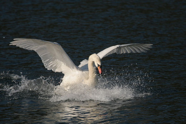 Höckerschwan (Cygnus olor)