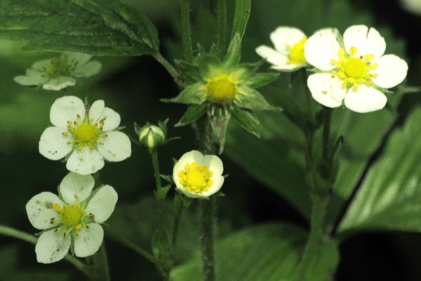 Wald-Erdbeere (Fragaria vesca)