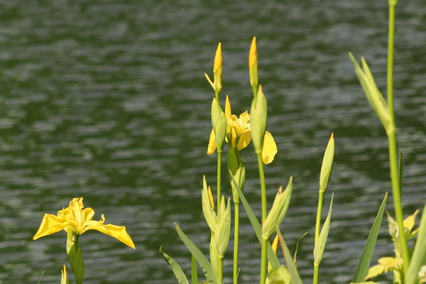 Sumpf-Schwertlilie (Iris pseudacorus) 