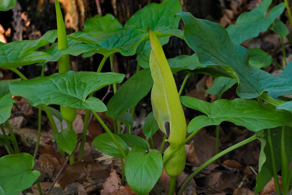 Gefleckterr Aronstab (Arum maculatum)