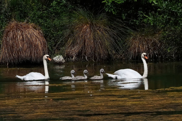 Höckerschwan (Cygnus olor)