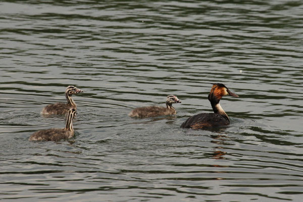 Haubentaucher (Podiceps cristatus)
