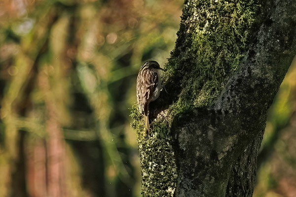 Gartenbaumläufer Certhia brachydactyla 