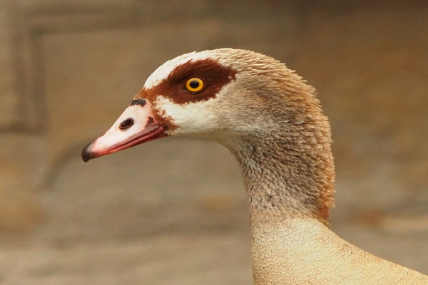 Nilgans (Alopochen aegyptiacus)