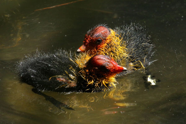 Blässhuhn (Fulica atra)