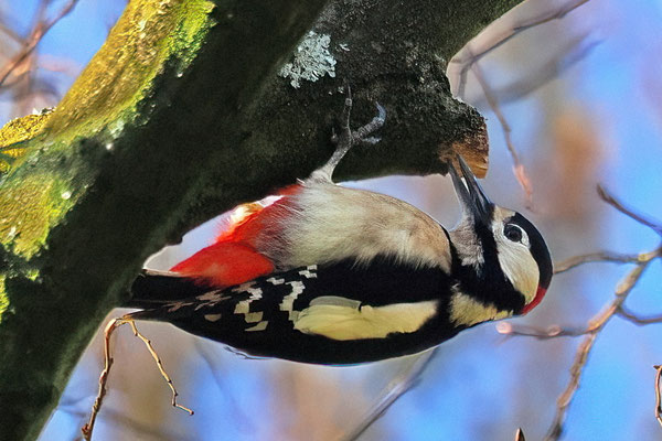 Buntspecht (Dendrocopos major