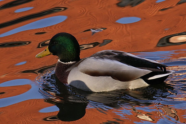 Stockente (Anas platyrhynchos)