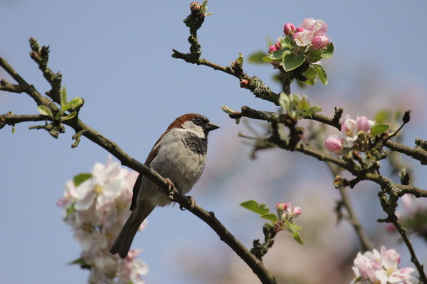 Haussperling (Passer domesticus)