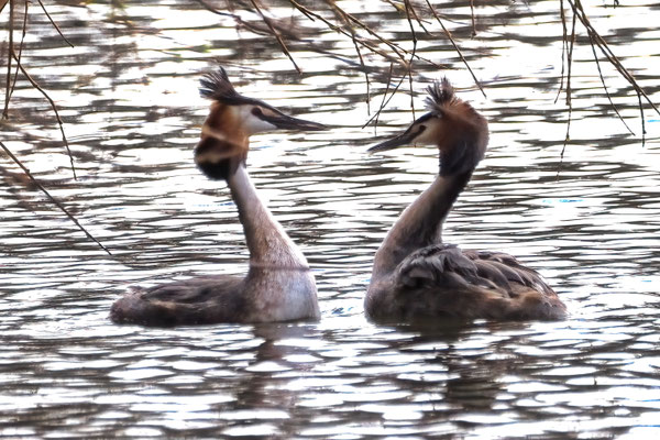 Haubentaucher (Podiceps cristatus)