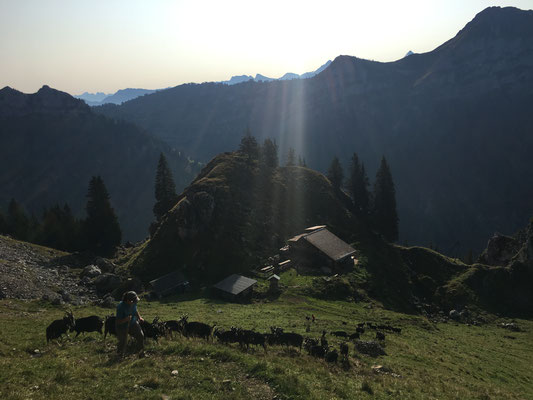 mit den GEissen über den Grad ins Tal hinunter - Alpabtrieb