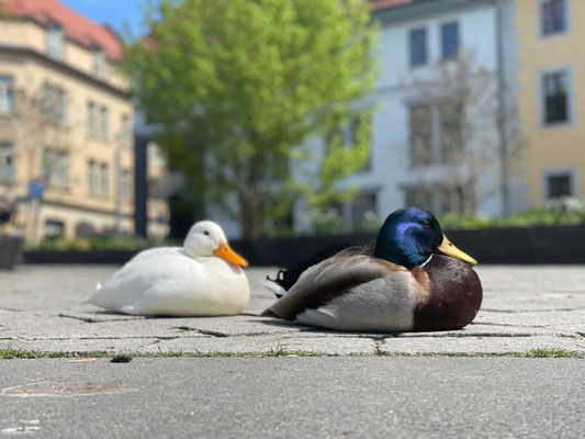 Erfurt Thüringens Hauptstadt 