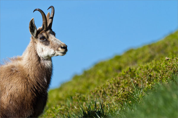 Chamois, Vosges, France