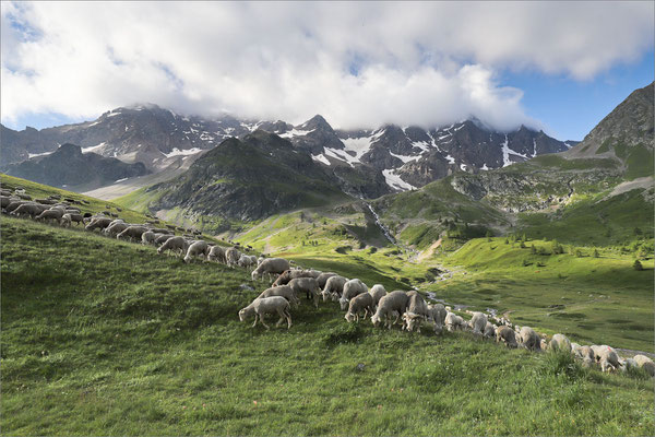 Brebis au col du Lautaret, Haute-Romanche, France