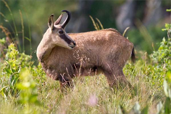 Chamois, Vosges, France