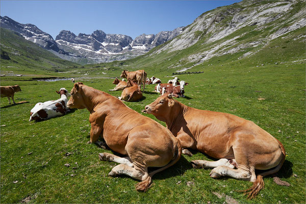 Vaches, Hautes-Pyrénées, France