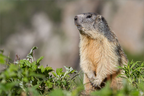  Marmotte, Vénéon, France