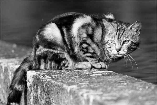 Chat, Nancy, France