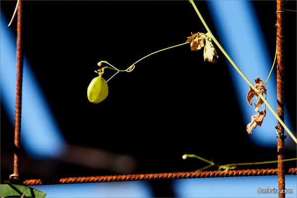 Jardin éphémère 2025 - Place Stanislas, Nancy, France