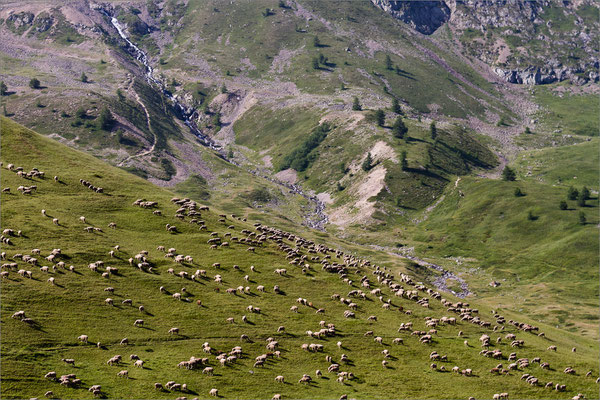Brebis en alpage au col du Lautaret, Oisans, France