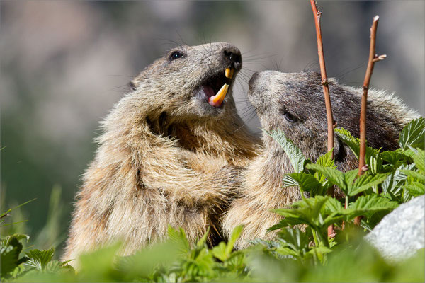  Marmottes, Vénéon, France