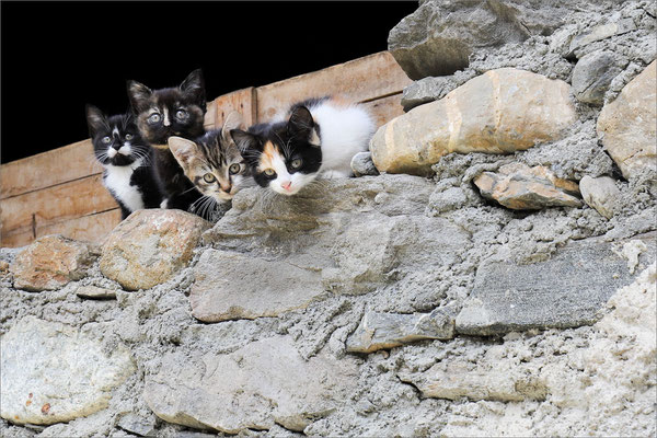 Chatons du Chazelet, Haute-Romanche, France