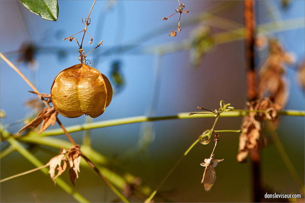 Jardin éphémère 2025 - Place Stanislas, Nancy, France