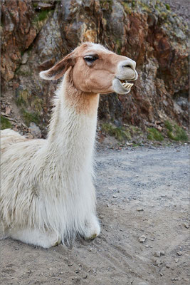 Lama, Hautes-Pyrénées, France