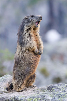  Marmotte, Vénéon, France