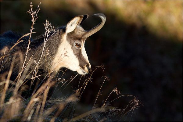 Chamois, Vosges, France