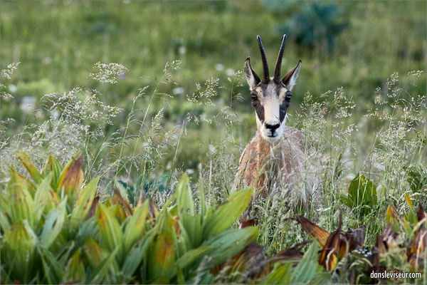 Chamois, Jura, Suisse