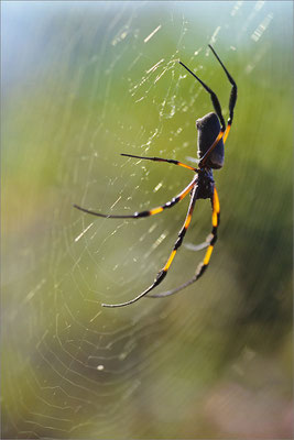 Araignée, La Réunion, France