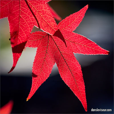Jardin éphémère 2025 - Place Stanislas, Nancy, France