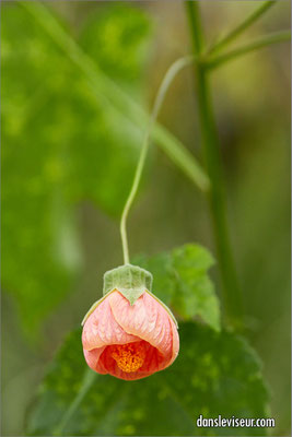 Jardin éphémère 2025 - Place Stanislas, Nancy, France